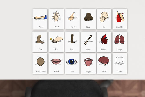 18pk Parts of the Body Flashcards